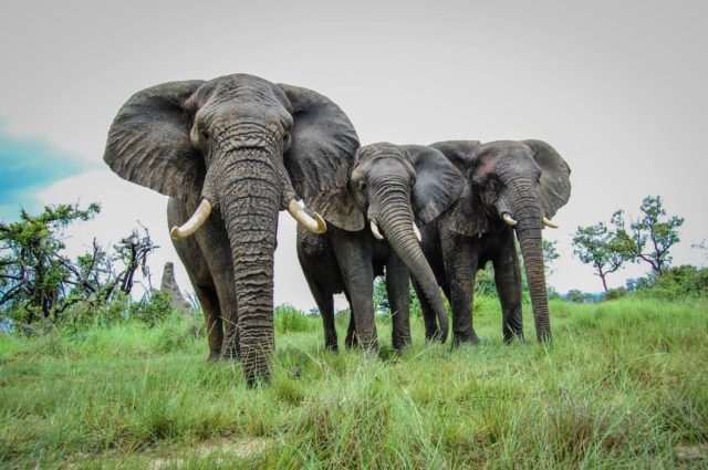 6 Things to Know Before Traveling to Botswana